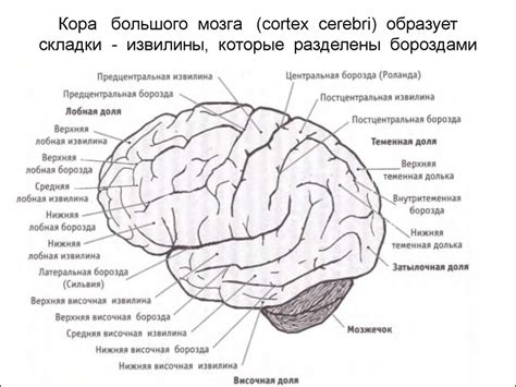 Головной мозг - презентация онлайн