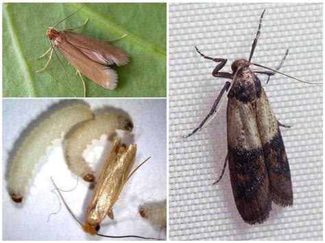 Как избавиться от моли в квартире