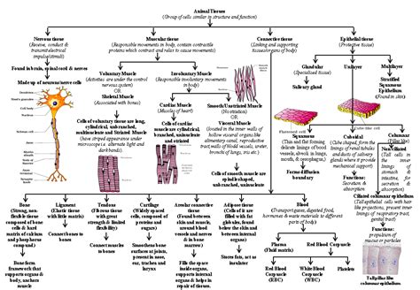 Animal Tissue Flow Chart