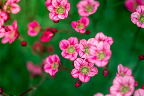 90 Purple Saxifrage Photos Stock Photos Pictures And Royalty Free