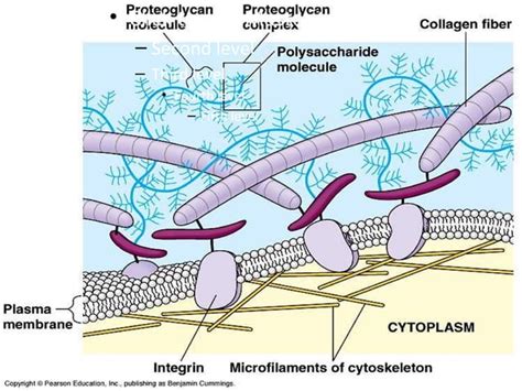 Interactions Between Cells and Their Environment