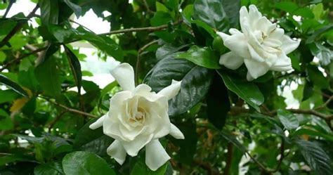 Gardenia Varieties: Types Of Gardenia Plants, Landscape and Potted