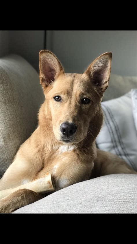 Siberian Husky Australian Cattle Dog Mix