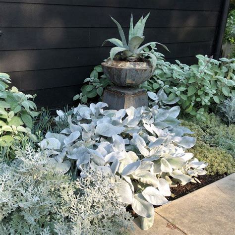 How To Create A Dramatic Border Of Silver Tone Plants Artofit