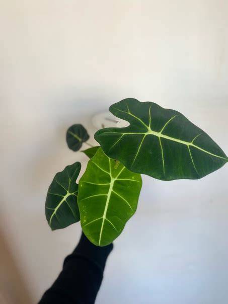 Алоказия Мишольца d 12см 1260р Одна штучка в наличии В горшке несколько ...