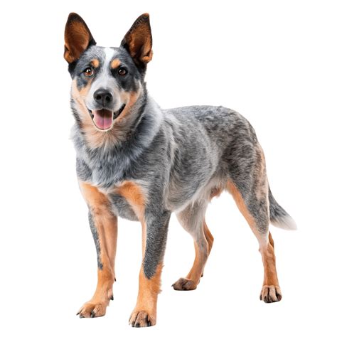 Confident Australian Cattle Dog, Dog, Australian Cattle Dog, Blue