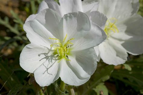 Free picture: white, desert, flower