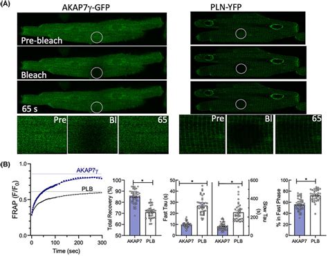 A Examples Images Of Frap Experiment Showing Akap Gfp Left And A