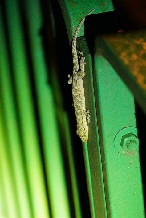 Chinese Narrow disked Gecko from 香港大帽山 on June 19 2023 at 07 25 PM by