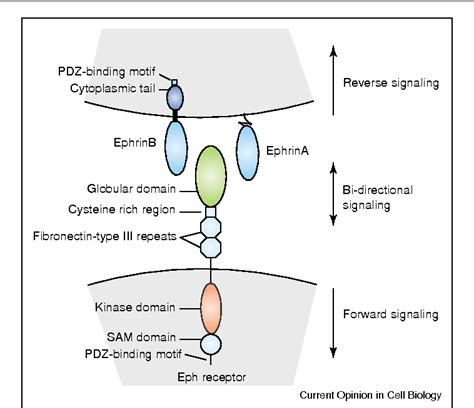 Figure From Eph Ephrin Signaling In Morphogenesis Neural Development