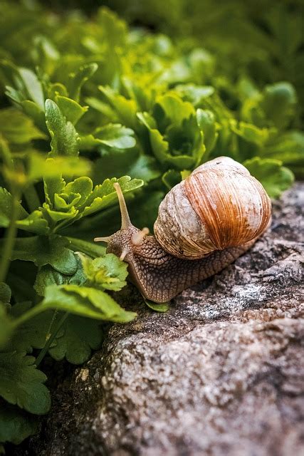 5,000+ Free Snail. & Nature Images - Pixabay