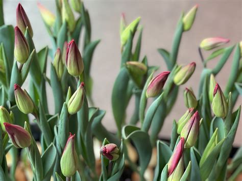 Strong Love Tulips in 2023 | Tulips, Strong love