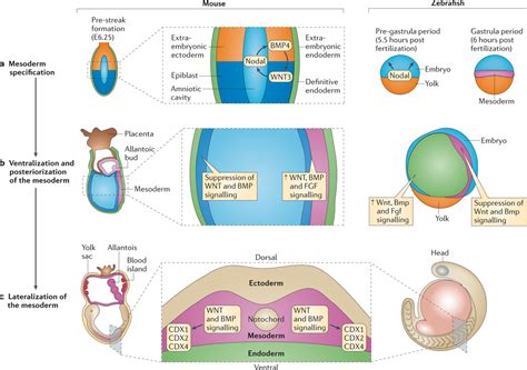 Lateral Plate Mesoderm