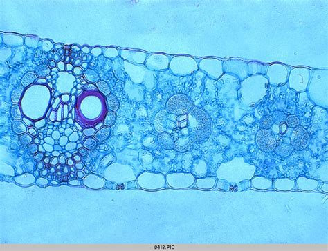 Monocot Leaf Cross Section Diagram Quizlet