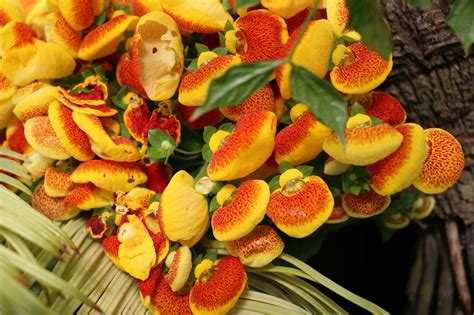 ¿cuáles Son Los Cuidados De La Calceolaria