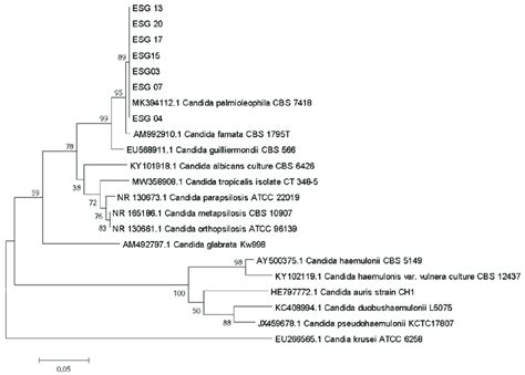 Phylogenetic Relationships Among The Isolates Of The Clinical Sample Download Scientific