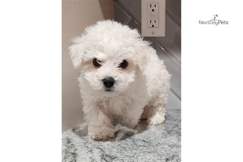 Clyde Bichon Frise Puppy For Sale Near Kansas City Missouri 3821ec1941