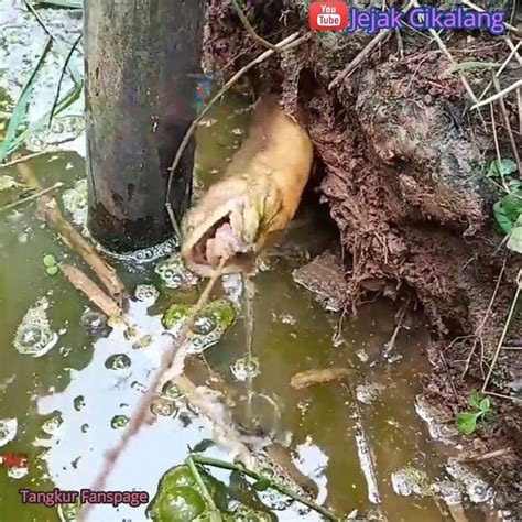 Mancing Belut Super Besar Woo Enggak Nyangka Ditempat Seperti