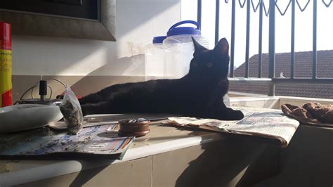 Favourite Smoking Buddy Meet Jiji Rtrees