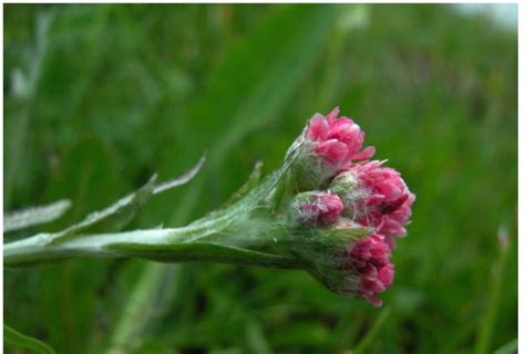 Трава кошачьи лапки: полезные свойства, описание, фото :: SYL.ru