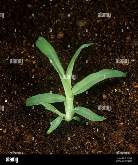 Crowsfoot grass (Eleusine indica) seedling grass weed Stock Photo - Alamy