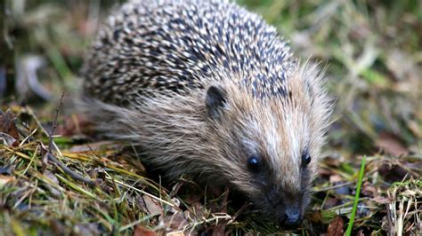 Igel wacht früher aus Winterschlaf auf Wie Sie den Tieren helfen