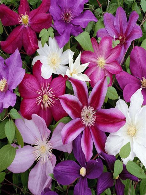 Clematis - Neth Plant