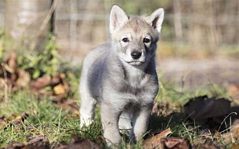 saarloos wolfdog puppy behavior facts  vaccination   breed   year