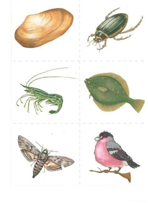 Дидактическая игра "ВОЗДУХ, ЗЕМЛЯ, ВОДА". Обсуждение на LiveInternet ...