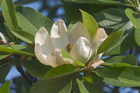 Sweetbay Magnolia Flower