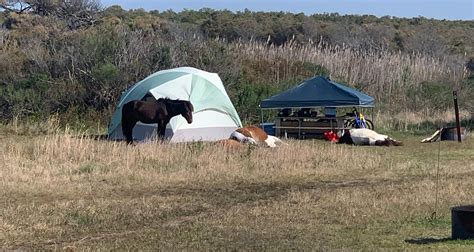 Assateague Island National Seashore Campground The Dyrt