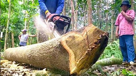 Gergaji Mesin Stihl Ms Membelah Kayu Akasia Langsung Di Serkel