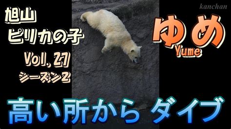 高い所からダイブ ピリカの子ゆめ Vol 27シーズン2 A polar bear cub Yume 0year