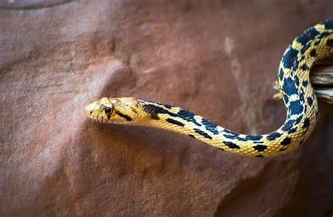 Gopher Snake - Description, Habitat, Image, Diet, and Interesting Facts