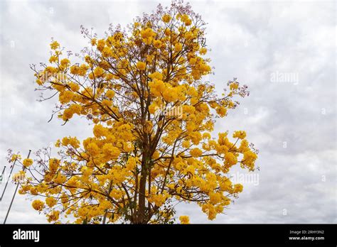 Golden Trumpet Tree Aka Yellow Ipe Tabebuia Alba Tree Handroanthus