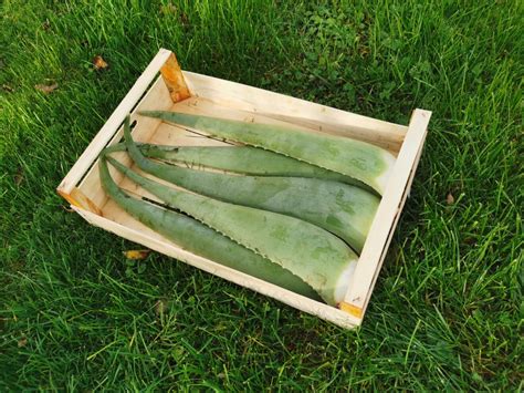 Bio Aloe Vera - GesundesGemüse