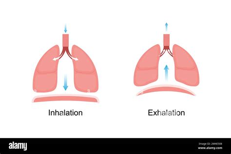 Diseño científico de la respiración. Inhalación y Exhalación. Símbolos ...