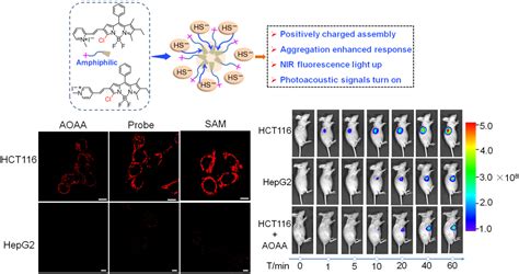 【创新前沿】jacs报道我校聚集增强响应型分子探针实现肿瘤靶向成像新发现