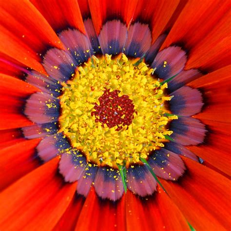 Gazania Tco1961 Flickr