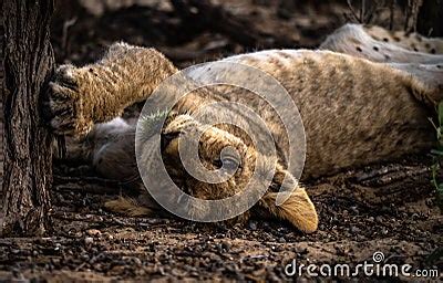 A Sleeping Lion Cub In The Shadow Of A Tree Stock Photo | CartoonDealer ...