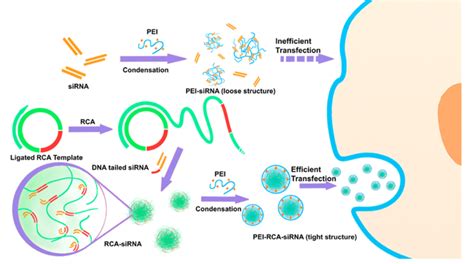 Illustration Of The Direct Complexation Of Naked Sirna By Pei And The