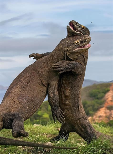 Massive Komodo Dragons Clash In Bali R Natureismetal