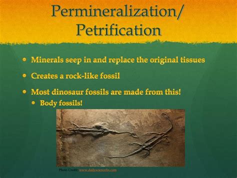 Permineralization Fossils Examples at Tiffany Edwards blog