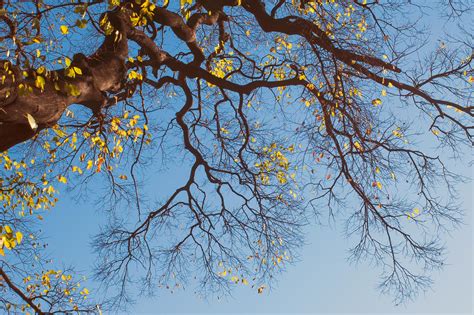 Free stock photo of blue sky, fall color, tree