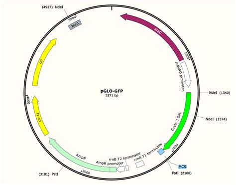 Solved Given the pGLO-GFP plasmid map below, how many | Chegg.com