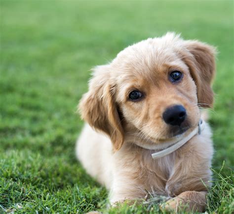 What Is the Development of a Golden Retriever Puppy? | Animals - mom.me