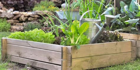 Découvrez nos astuces simples et faciles pour cultiver un carré potager