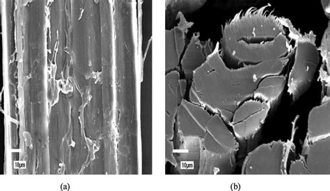 A Longitudinal And B Cross Sectional View Of Untreated Hemp Fibre