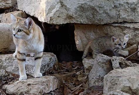 Sand Cat Kittens | Animals