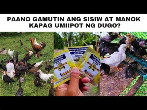 Paano Gamutin Ang Sisiw At Manok Kapag Umiipot Ng Dugo YouTube